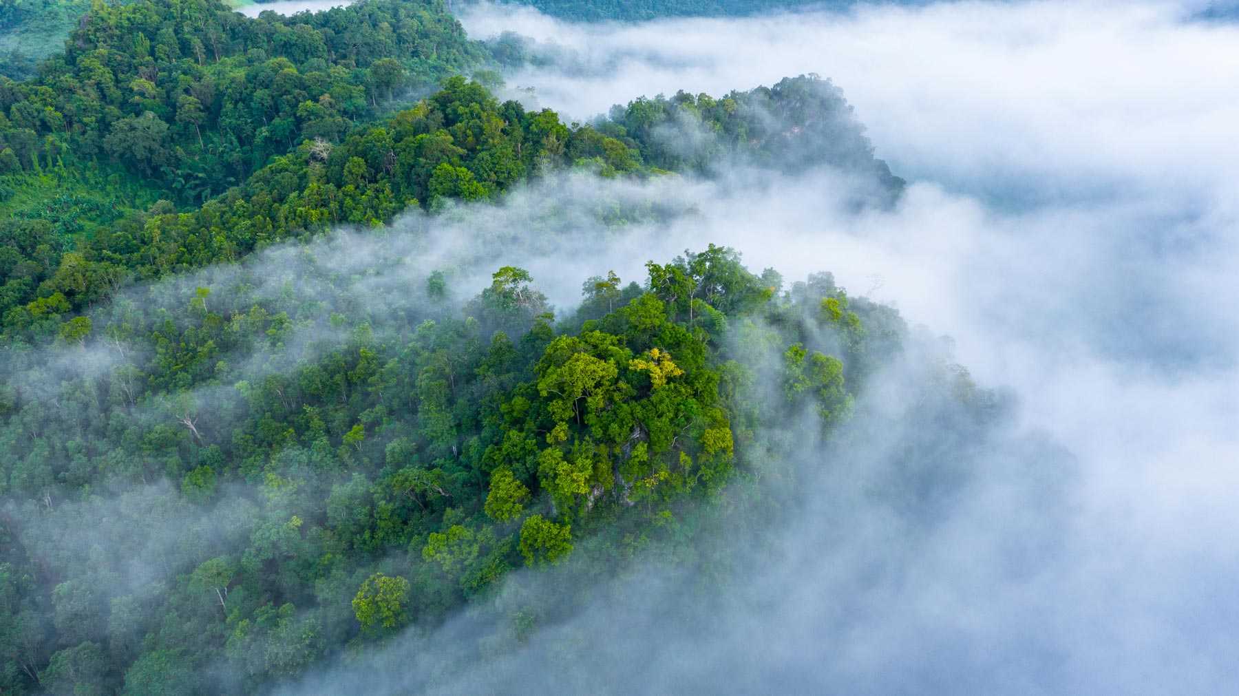 trees with dense fog