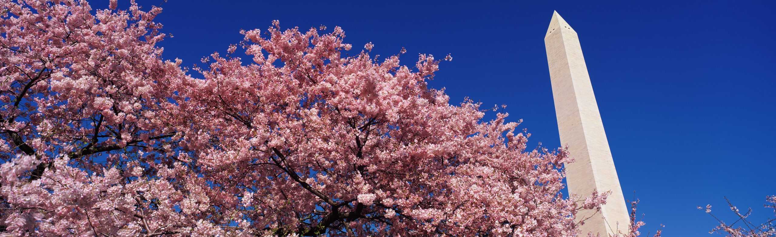cherry blossoms - dc