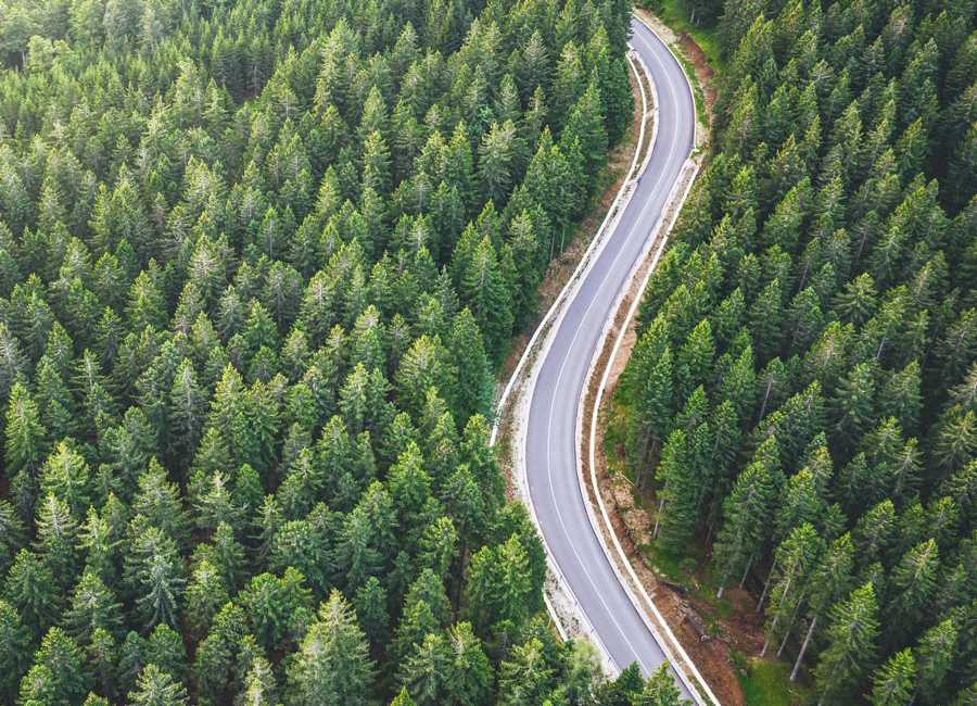 Road-With-Trees