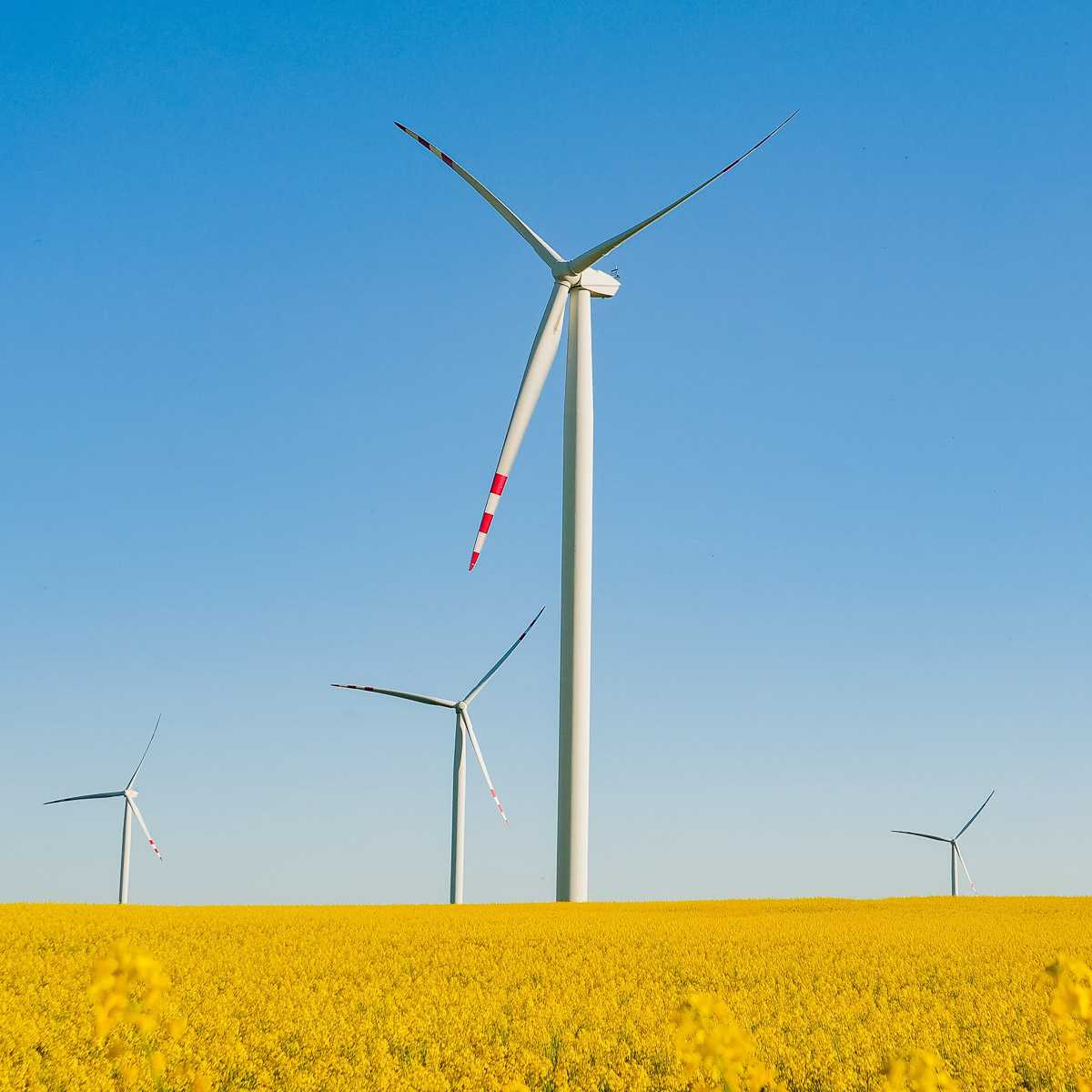 Wind electric turbine in rapeseed field